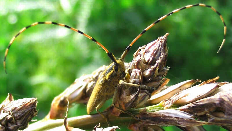 Agapanthia asphodeli e A. cynarae (Col., Cerambycidae)